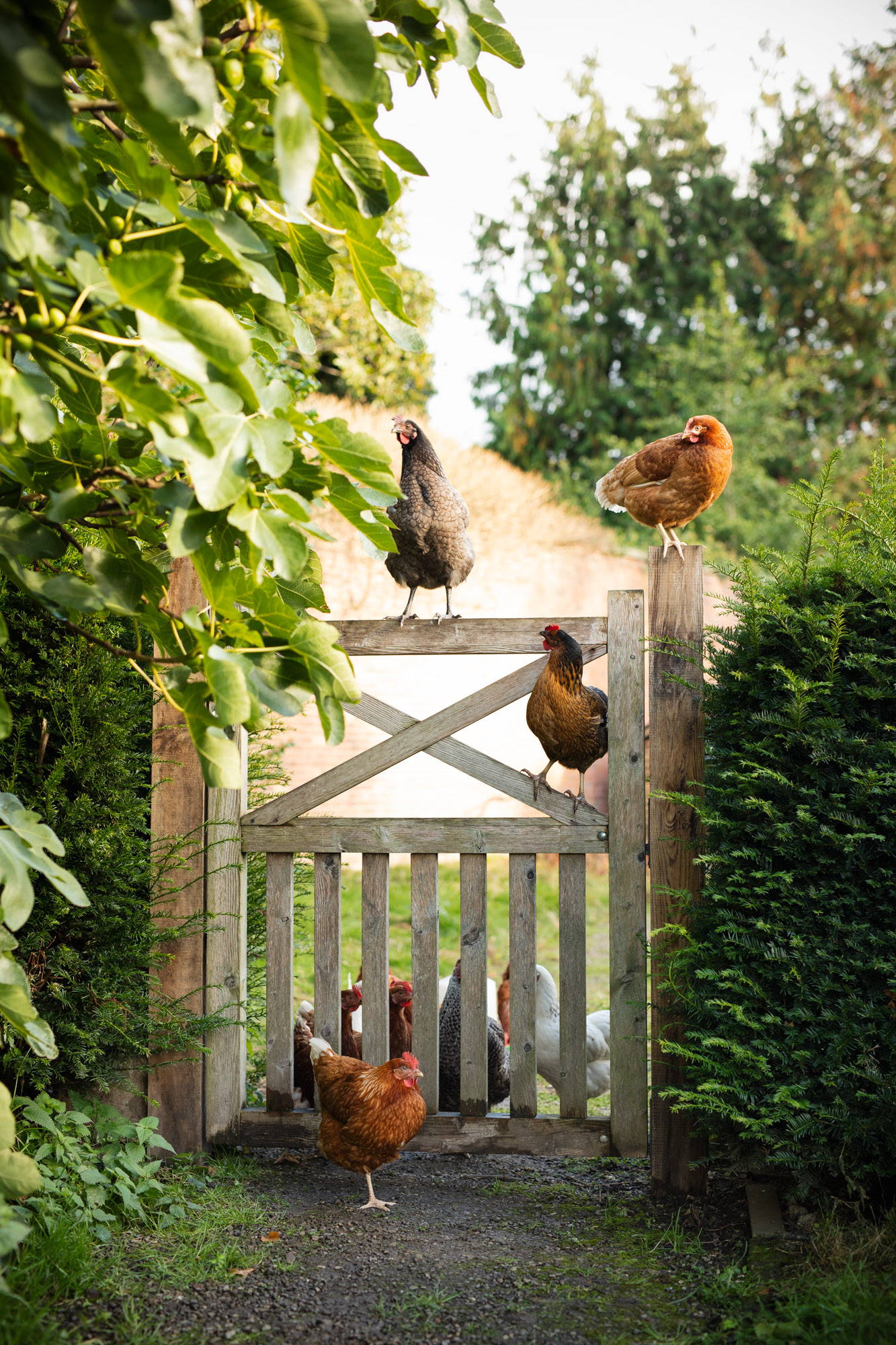 Chickens climbing over a gate